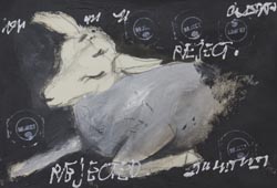 rejcted sheep